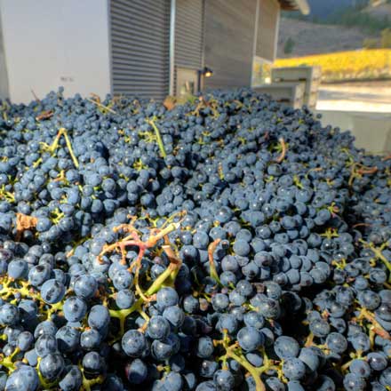 hand harvesting at Culmina