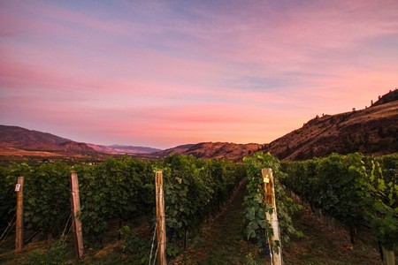 L' Apéro in the Vineyard ~ July 15th