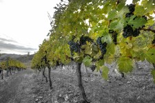 L' Apéro in the Vineyard ~ July 29th